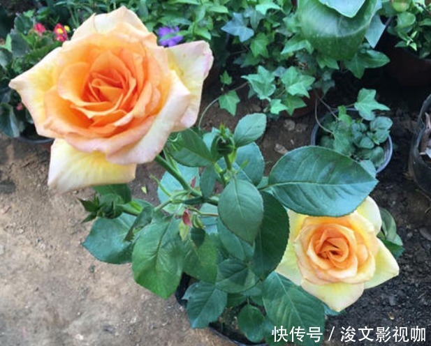 盆栽|“月季花”虽好看，但日常浇水、施肥和除虫，却一步也不能少