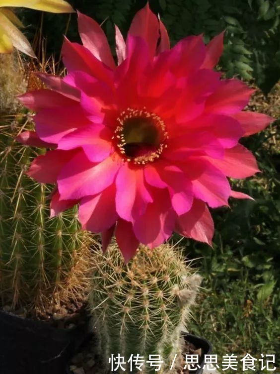 第一次见这么美的仙人掌花!大开眼界!