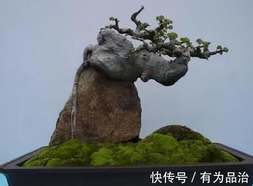 盆景各式各样,叫法各有不同,基础的13种式样,你见过几种