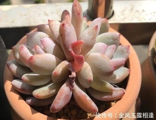 多肉出现老叶子,要不要摘掉?熟知2个后果,你就知道了!