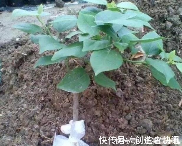 养花|塑料袋太多,很烦人?别烦,用它来养花,养1盆旺1盆,真的很好