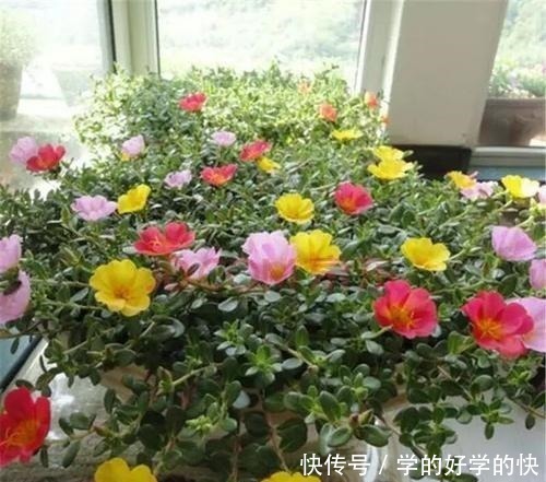 生根|悄悄告诉你,此5种花,掐个叶就生根,懒人都能养开花!