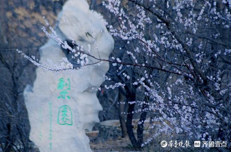 花开正好！千佛山上春风徐来，百花盛开