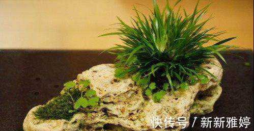 此盆栽好看，清香致雅，天然的盆景，易养护，是室内茶室摆放佳品