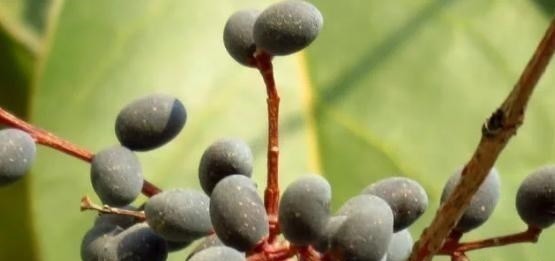 长在山林间的“尿骚树”，老农常用其果子饲喂公羊，效果妙不可言