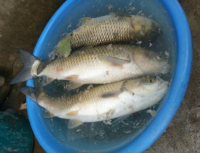 钓草鱼鱼口不佳，不妨试试这款水果窝料，制作简单钓草鱼有奇效