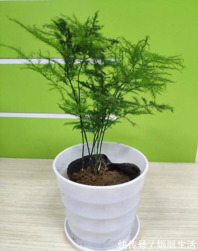 客厅|这种“养人”花,窗台客厅摆一盆,干干净净又杀菌