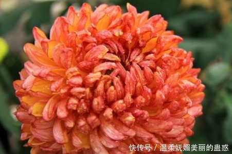 新手养花,不如养盆花中精品“柠檬黄三角梅”,花开艳丽妖娆