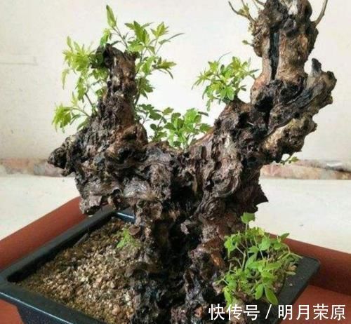 山上2种“疙瘩树”，苍劲古朴、树姿优美，经常被用来做盆景