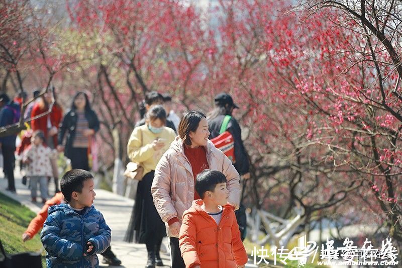 梅花|匡河“梅景”好 市民“打卡”忙「组图」