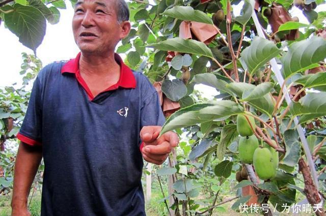 我国最甜的水果,比蜂蜜甜10倍!放“冰箱”冻不死,插土就活!