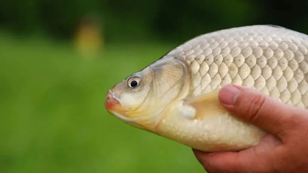 冬季大鲫鱼好钓?谣言!不注意3点,大板鲫和你无缘