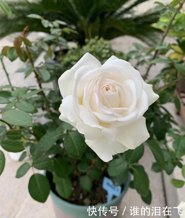 月季花|八种以“香”闻名的月季花,花开一朵,满屋子香气,养护也简单!