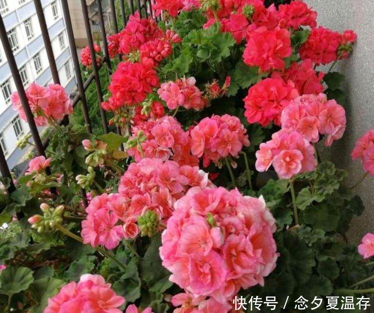 5种花堪称“开花机器”,365天都在开花,阳台变成小花园!