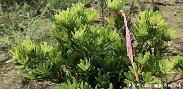 养3种“盆景树”,值钱又“镇宅”,比牡丹、绿萝好看,也好养!