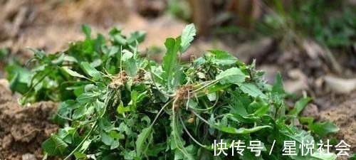 胡萝卜素|女性不妨多吃三种食物，美容养颜、延缓衰老，好吃又不贵！