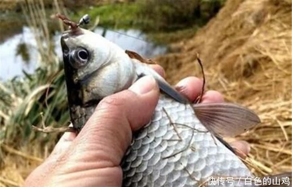 七星漂钓组的3种搭配方法,春季浅水钓大鲫鱼,这种钓法是首选!