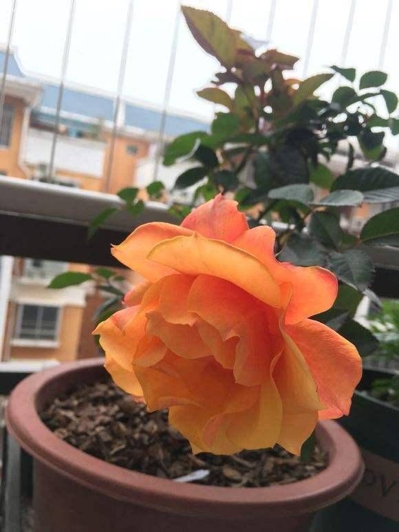 又美又香的月季花，还没入手太亏了，花期可是几百天