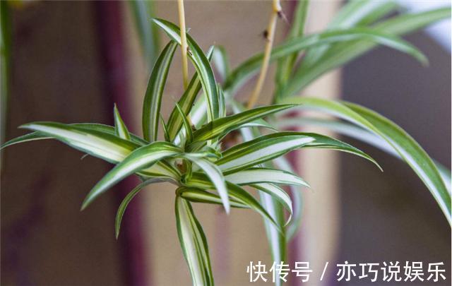 啤酒|啤酒养花的妙用，啤酒浇吊兰，吊兰长得绿油油！