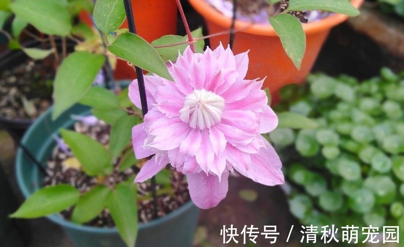 花土|喜欢垂盆养花,切记养些铁线莲,这么照顾好看又好活