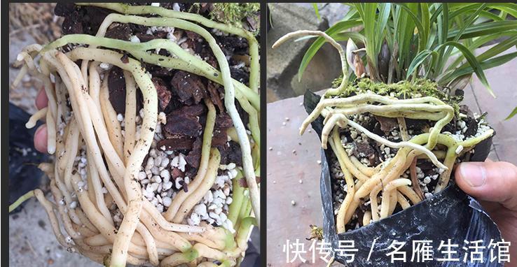 花盆|君子兰有“6忌”，难怪越养越“糟糕”，新手看了可规避