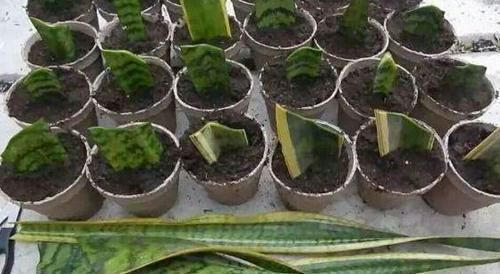 花园|夏天8种花不用买,掐个叶子就能插活,让你的阳台变花园