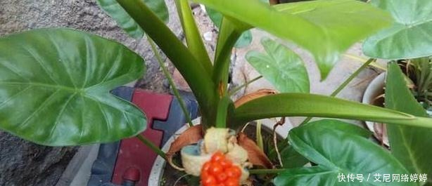 盆盆|秋冬养花,此“3种”不能养,盆盆是“毒花”,2克就中毒