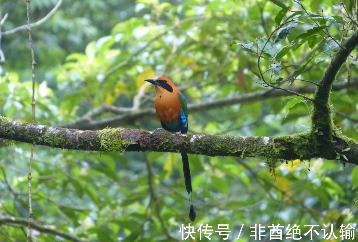 新沐!万物皆可写成诗,七绝50首,一次让你看个够