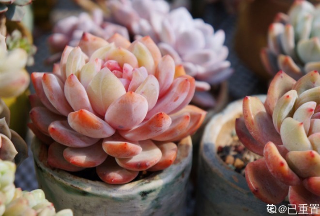 服盆|新买的多肉,旱它10天不浇水,反而长得特别胖!