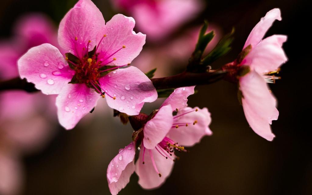 生肖|12月22日-1月5日，桃花如虹，收获真爱，桃花运极佳的3大生肖