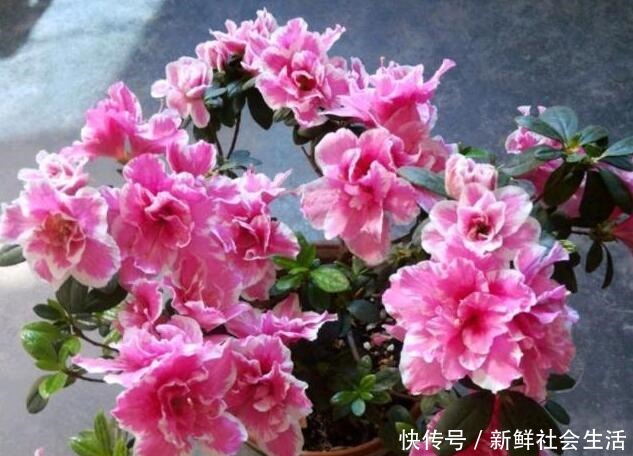 这花让人太心动，60元一盆咬牙买，冬天“赏花”全靠“它”！