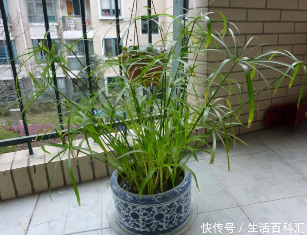 风水|家里养上5种“竹”,吉祥“好运”,清雅大气,添福又添丁