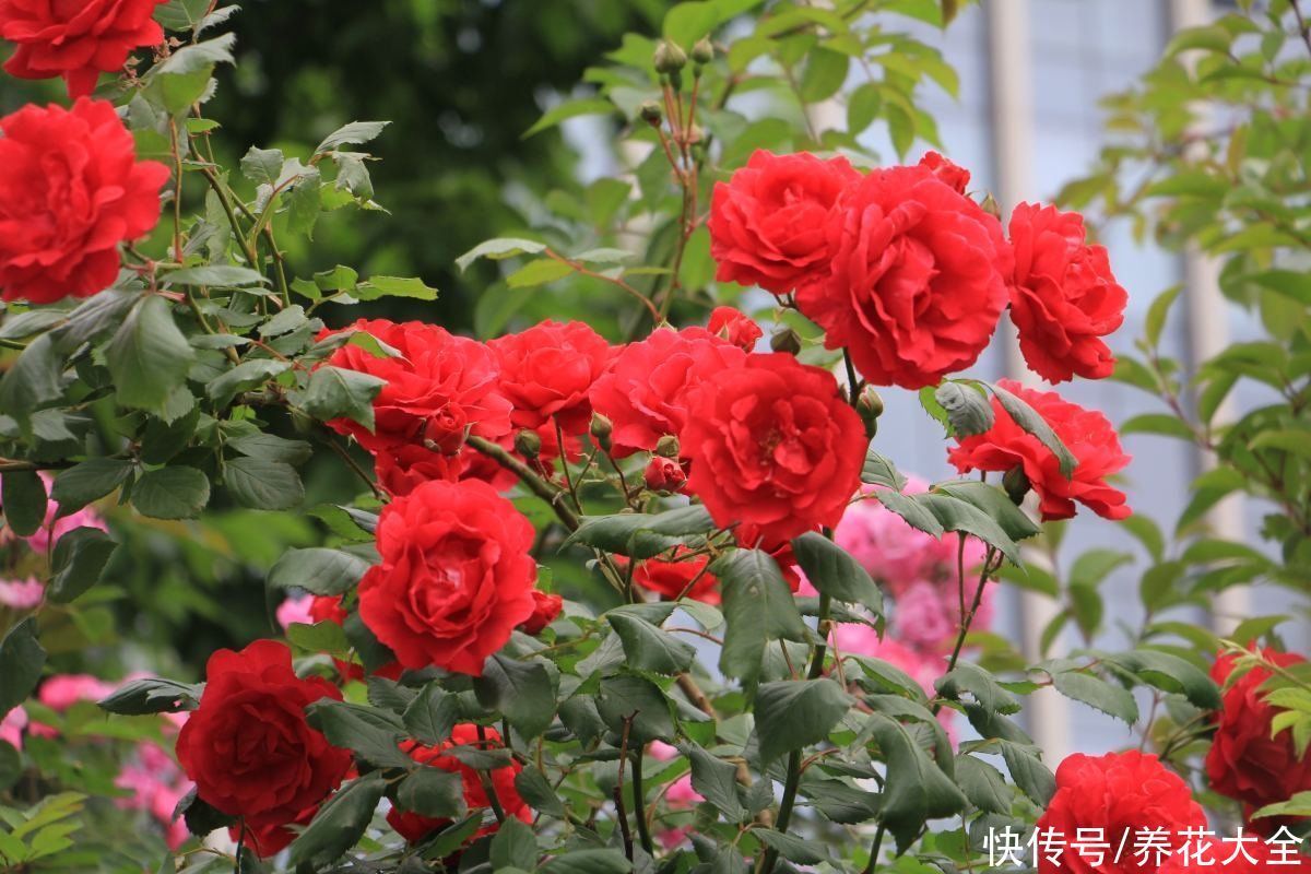 桂花树|家里有院子的一定要养这4种花，庭院秒变花园，芳香四溢