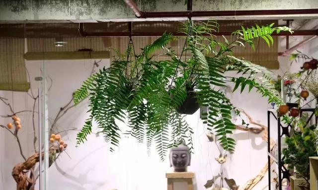 不喜欢也要养的4种花,放在家中净化空气,吸附灰尘