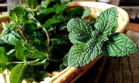 薄荷扦插,避开“此季节”,怎么扦插怎么活,3天就生根,太简单