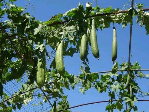夏天|糖尿病人在夏天吃什么好？這“4瓜1皮”別錯過，或能幫助穩定血糖