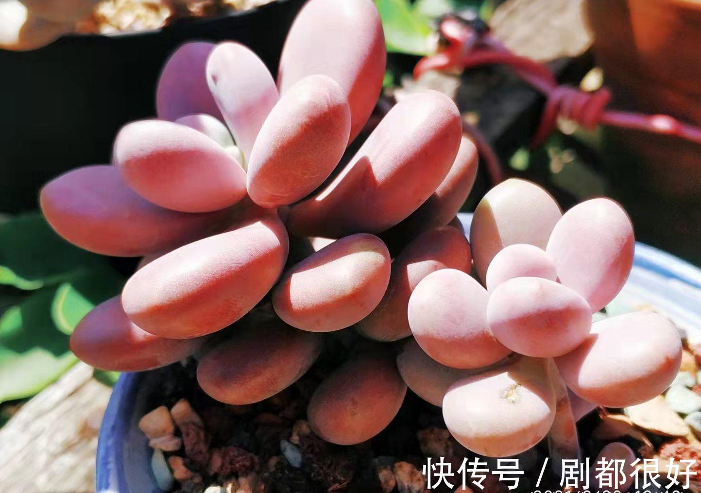 想打造多肉十里桃林？别只盯着桃蛋，此8个品种也许更合你的口味