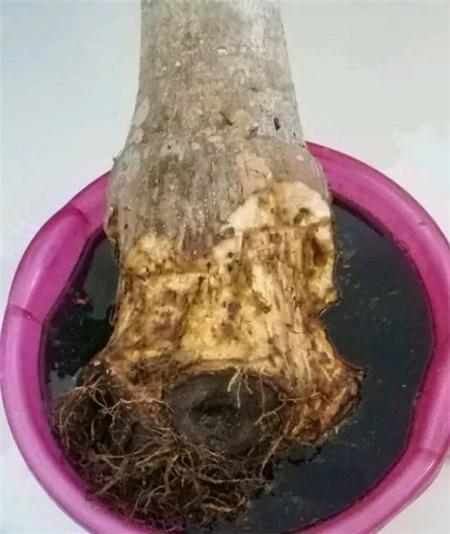 绿萝、发财树蔫了别浇水，浇一盆死一盆，要这样救治