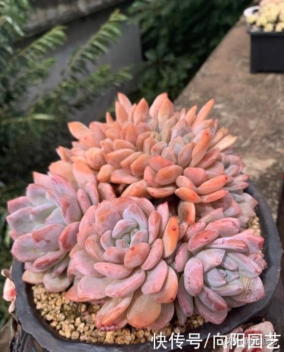 瞧瞧多肉大神的肉肉,盆盆是精品,棵棵价格不菲,你爱了吗