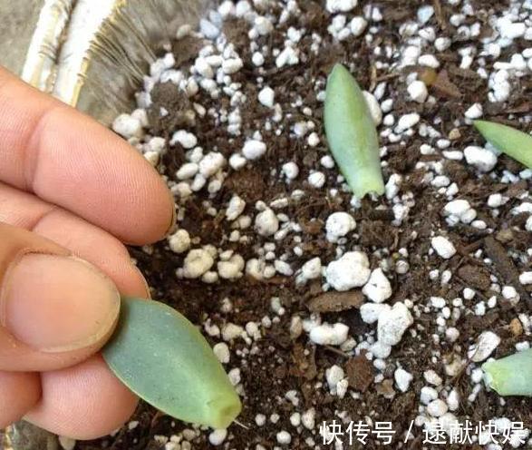 喜欢养殖花草植物，怕管理难新手扦插此3种分分钟收获多盆