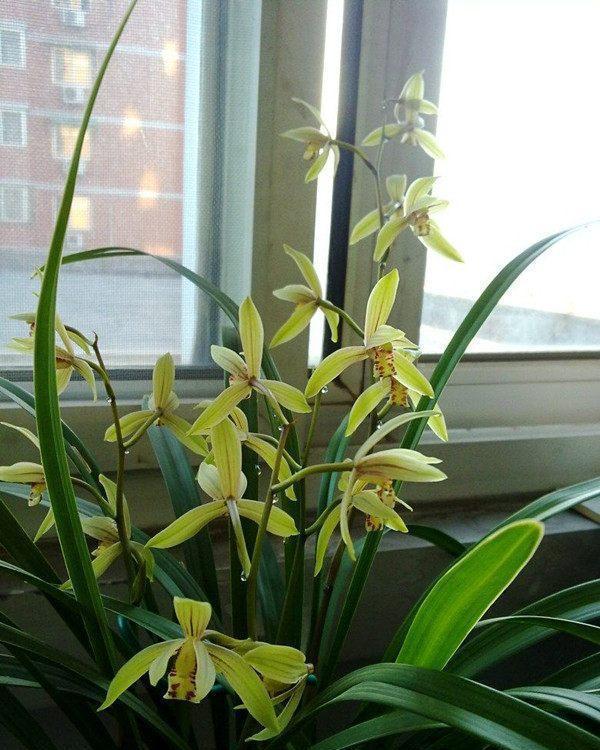 16种耐阴花,就算阳光不足,也能年年生长、开花