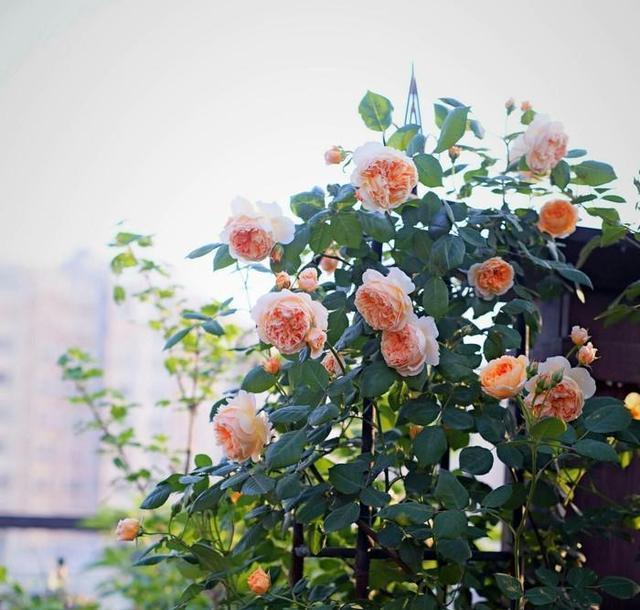 月季修剪藤本月季修剪,灌木月季修剪,微月修剪,这里讲透了