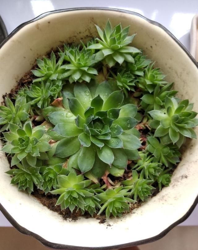 多肉砍头撸叶子,呼呼冒出10个头,越虐长得越旺