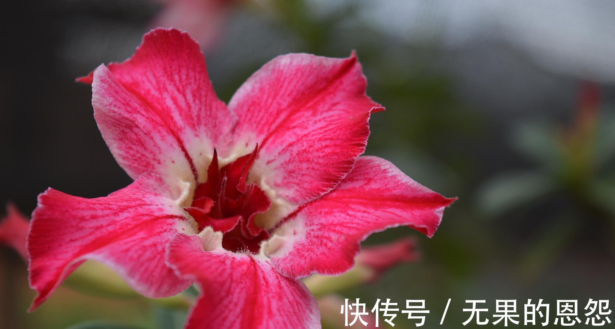 三角梅|进入秋天，10种花很喜欢磷酸二氢钾，早点喂饱，好处多多