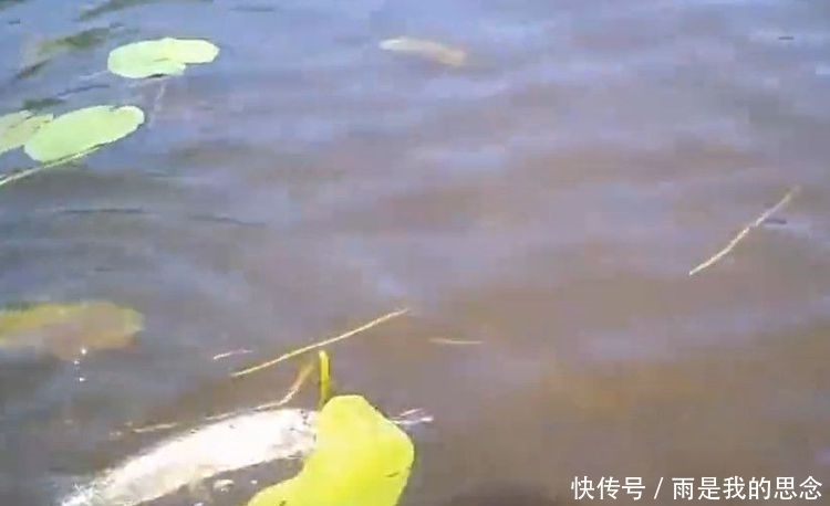 荷花池钓鱼遇“鸭嘴”怪鱼咬钩,据说放生了会危害整片河域!