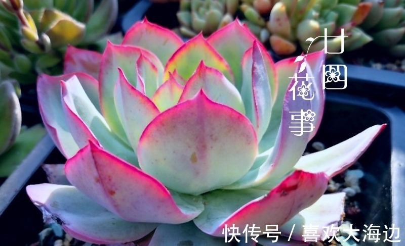 8种蓝色多肉植物,高冷优雅,总有一种是你的“蓝颜知己”