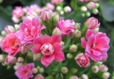 想要花花爆满盆吗？那么养这些花朵，超好养，一盆变多盆，美爆了