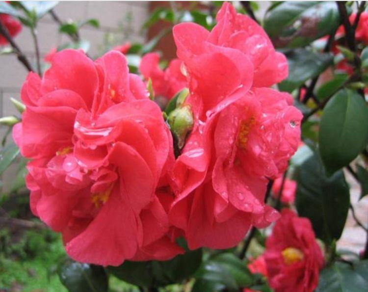 秋海棠秋海棠|家里阳台养此款花,新手也能养爆盆,比香水都好闻,满屋子都是香