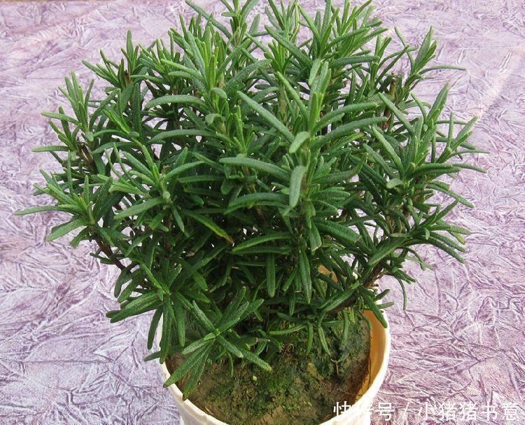 喜欢叶子有香味的花?5种芳香的绿植,比绿萝更好养更耐看