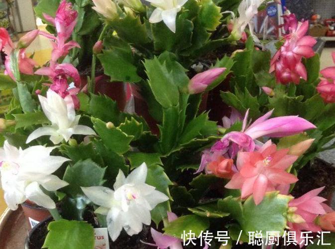 这样给蟹爪兰浇水,蟹爪兰不但没死,还年年花开几百朵